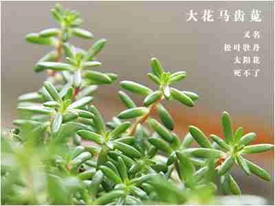 马齿苋的副作用及食用禁忌