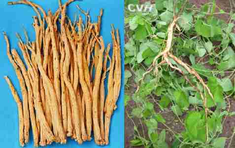 党参的用药禁忌与食用误区