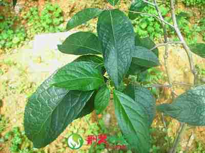 杜仲茶的药理药效 杜仲的用药宜忌