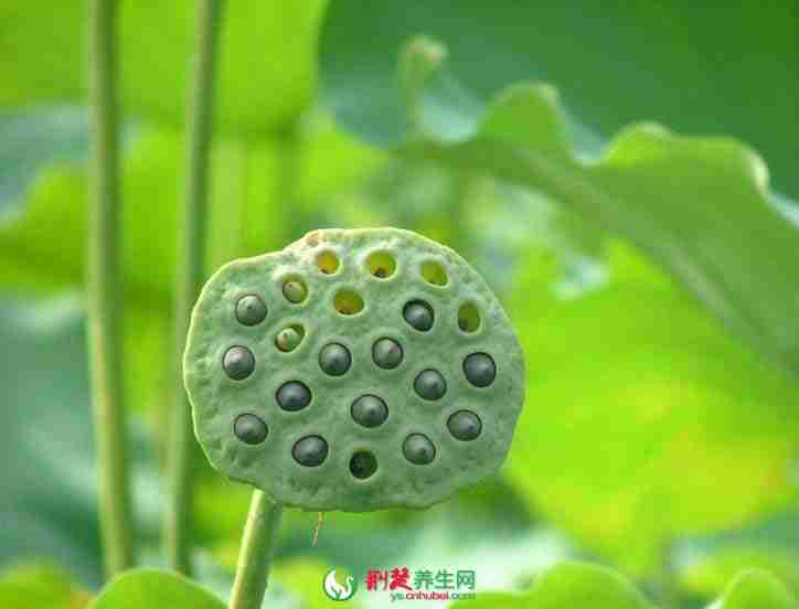 古代医书中的补肾药材是什么