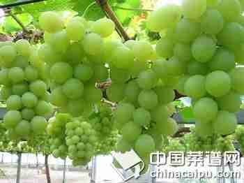 水果滋润你的肌肤