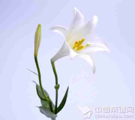 百合花的功效