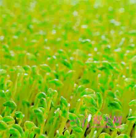  绿豆芽防牙龈出血 7种芽菜抗衰老助消化 