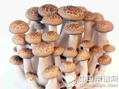 你知道蘑菇是上等佳肴吗？