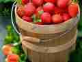 草莓增白滋润保湿 这些水果让你更加美白健康